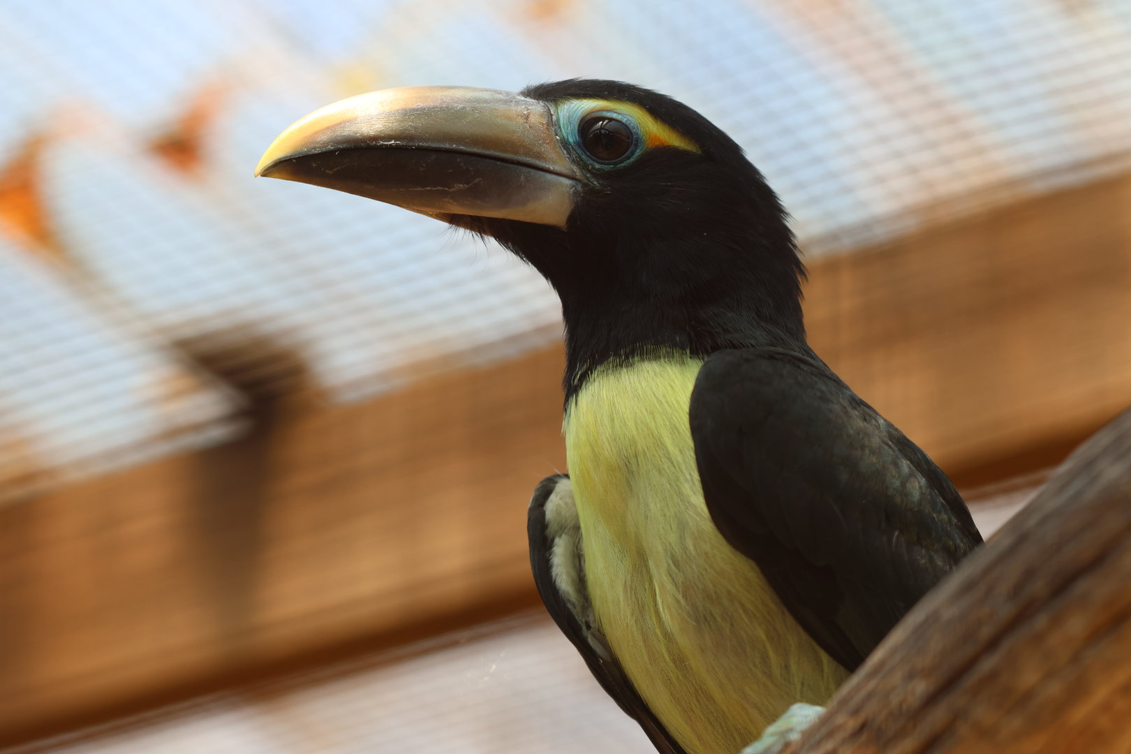 Green Aracari