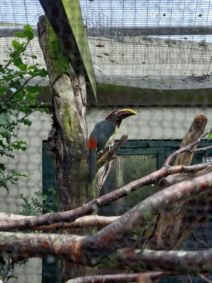 Green Aracari