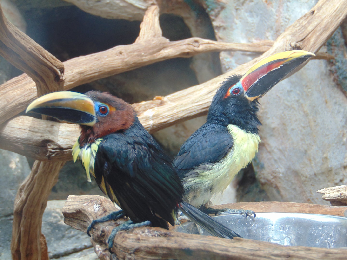 Green Aracari