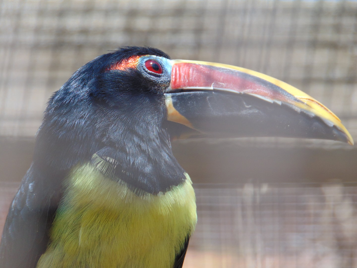 Green Aracari