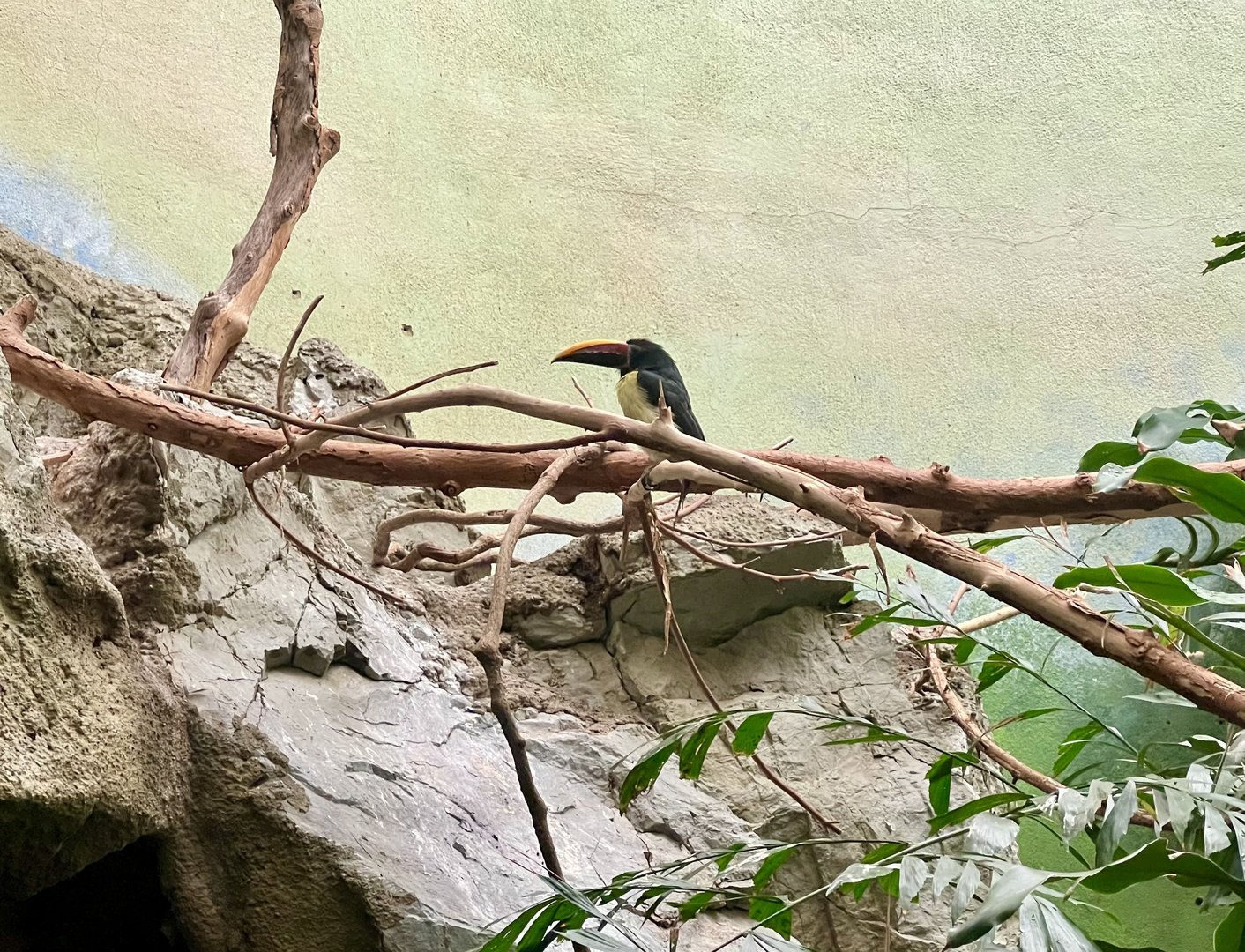 Green Aracari