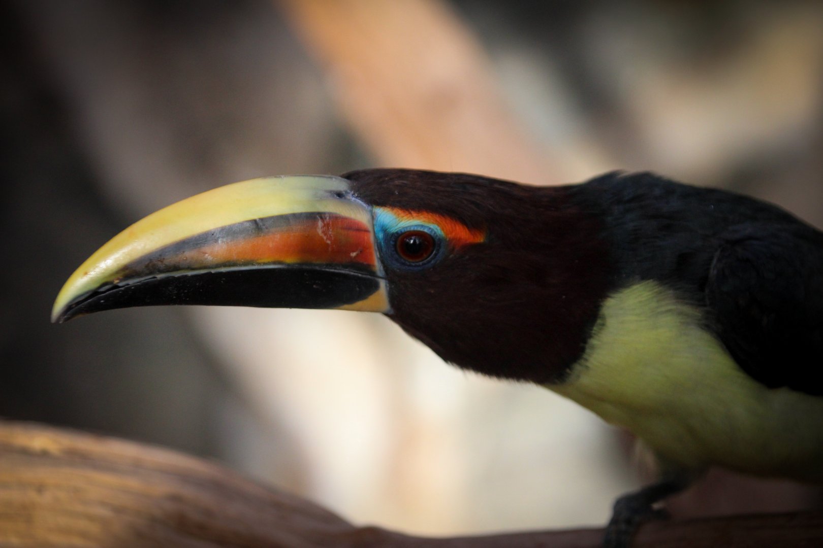 Green Aracari