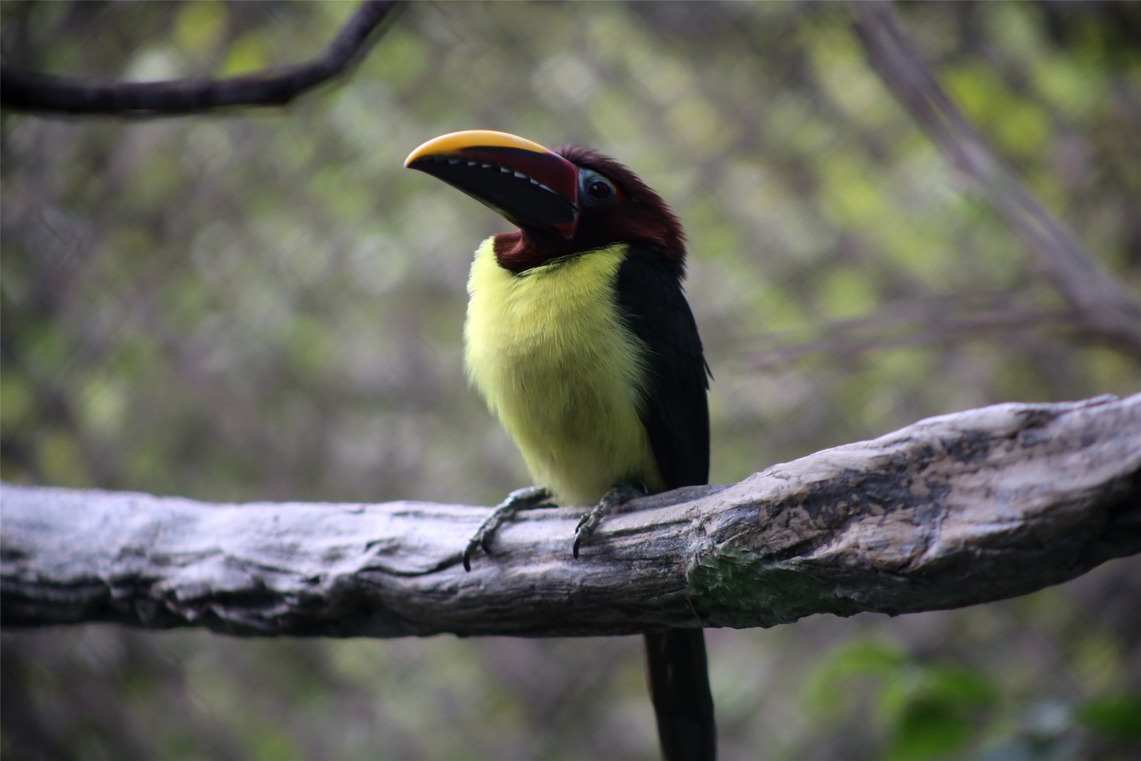 Green Aracari