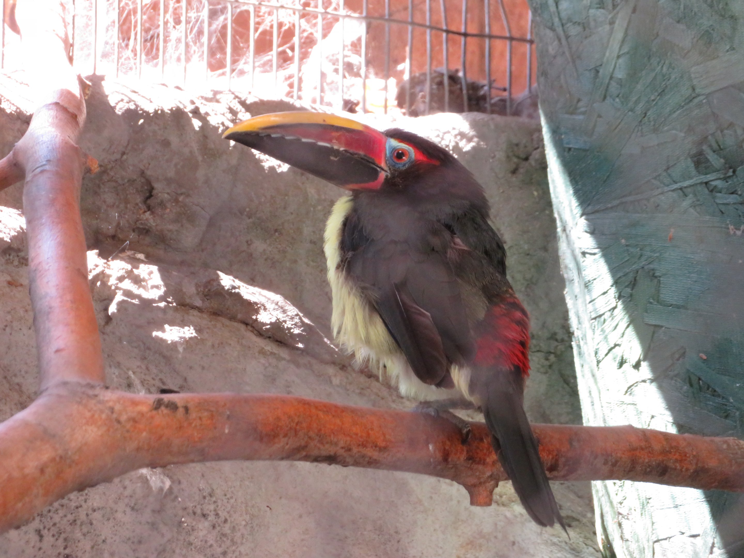Green Aracari