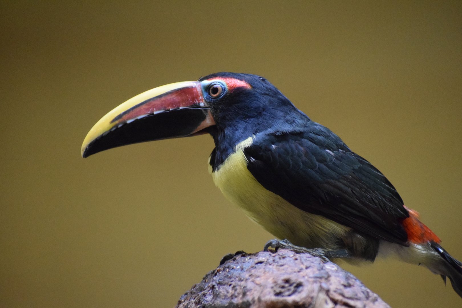 Green aracari