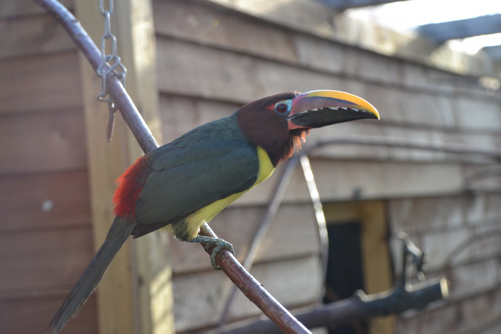 Green aracari