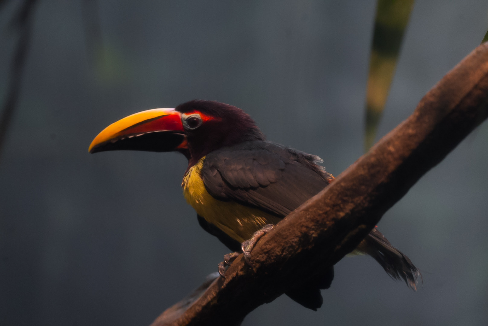Green Aracari
