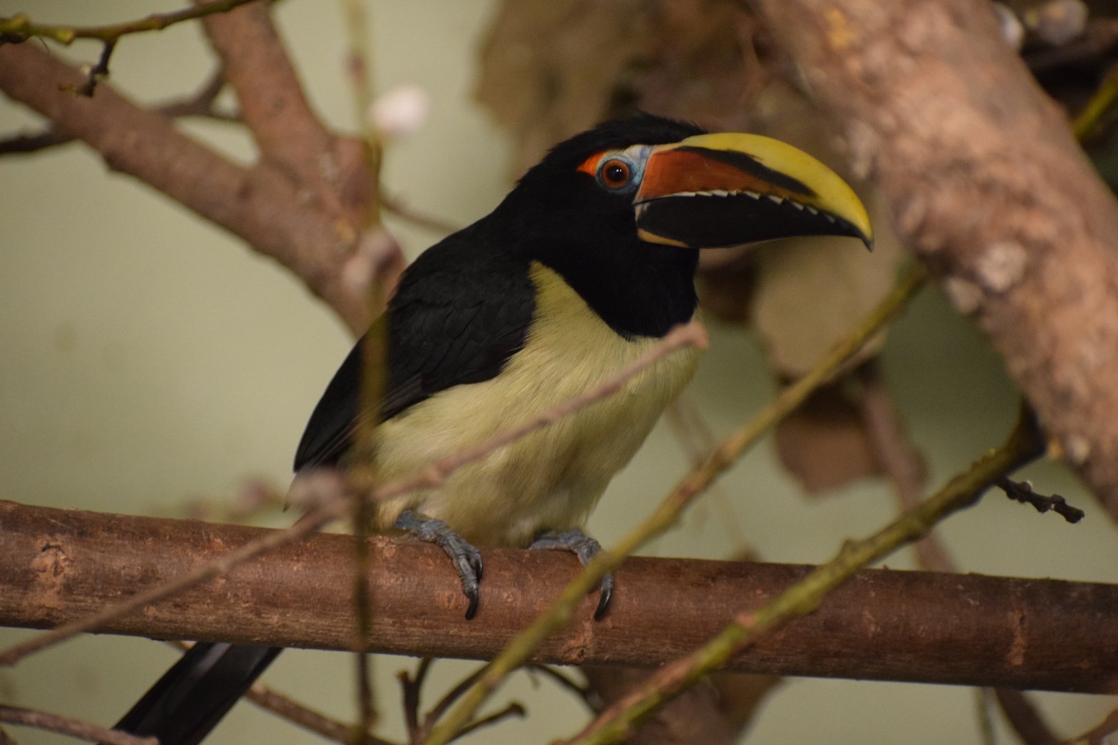 Green aracari