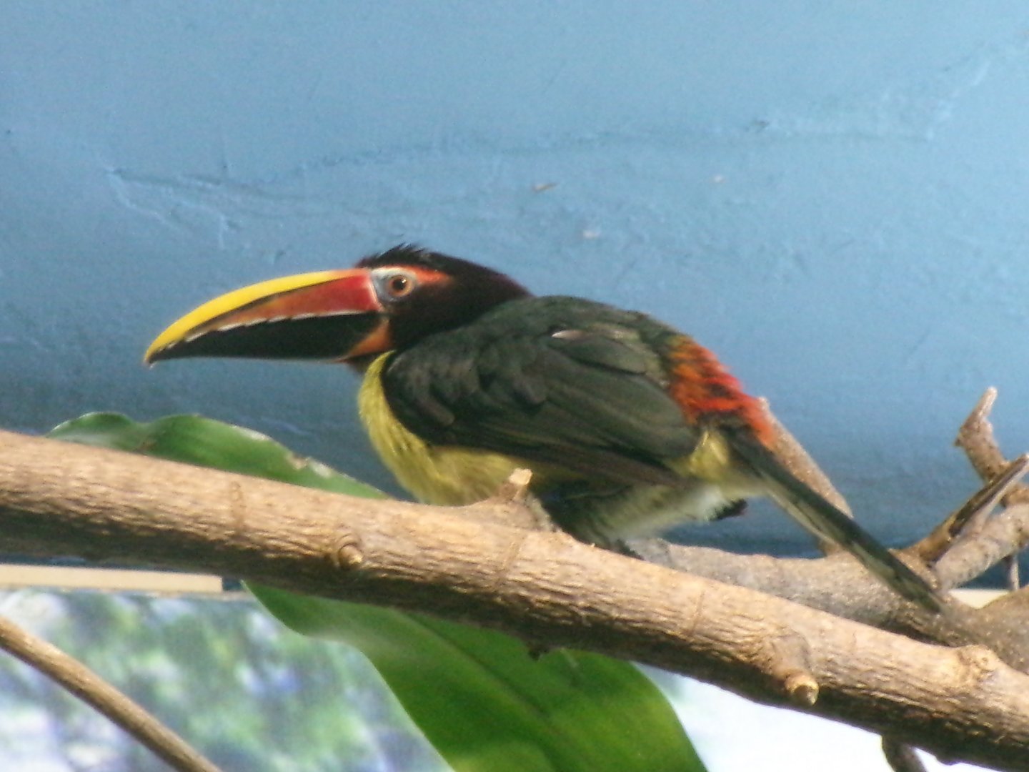 Green aracari