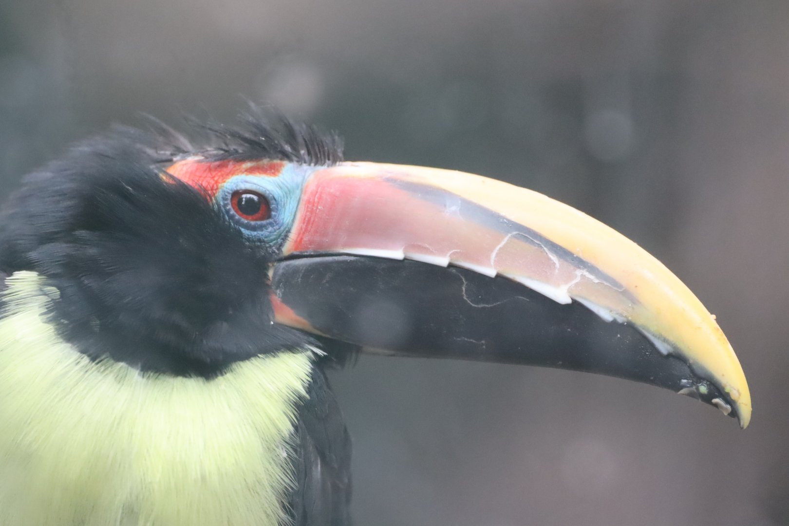 Green Aracari