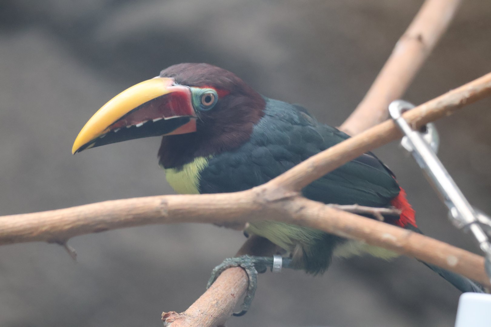 Green aracari
