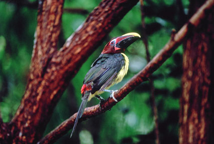 green aracari