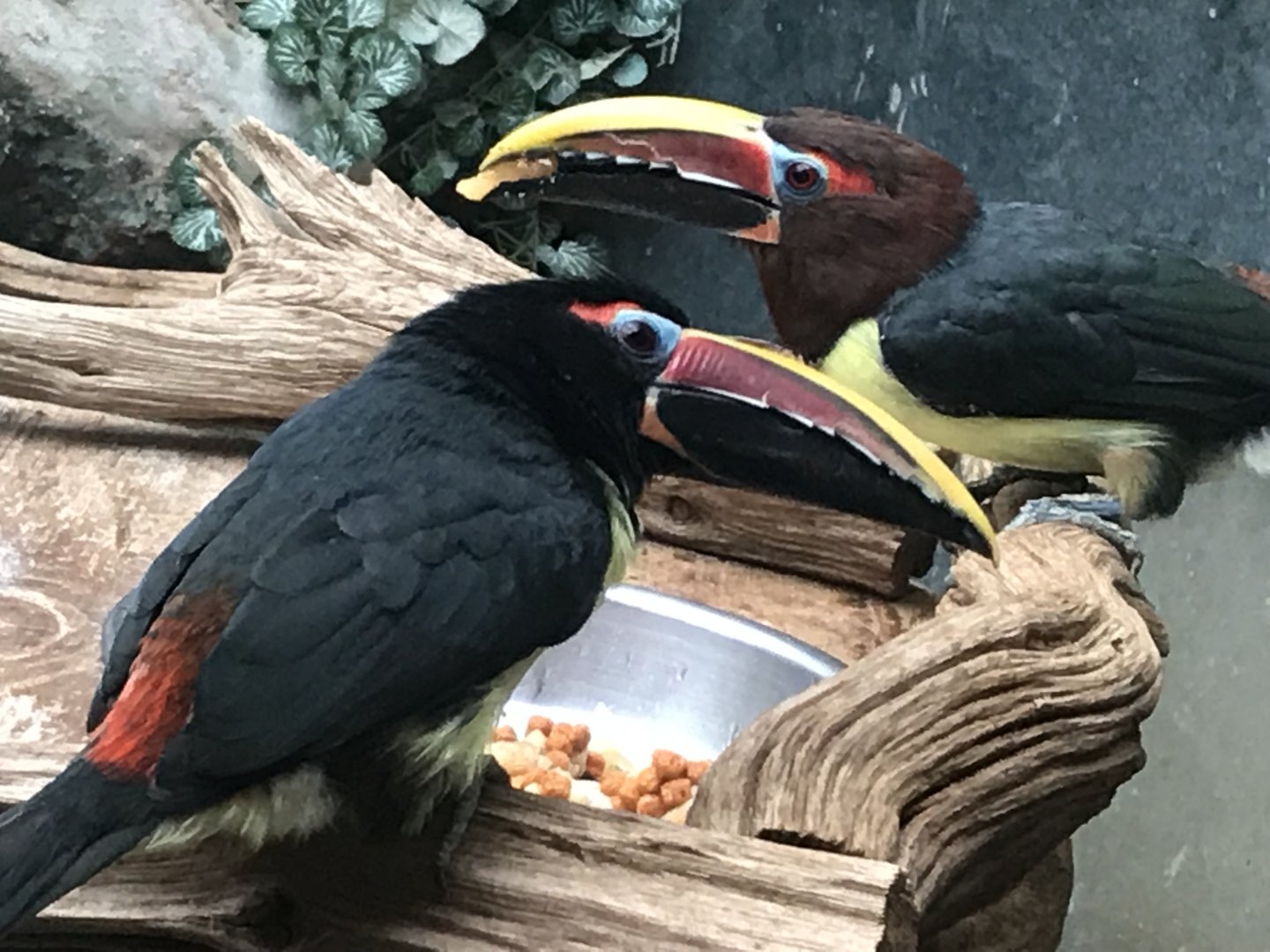 Green aracaris 071019