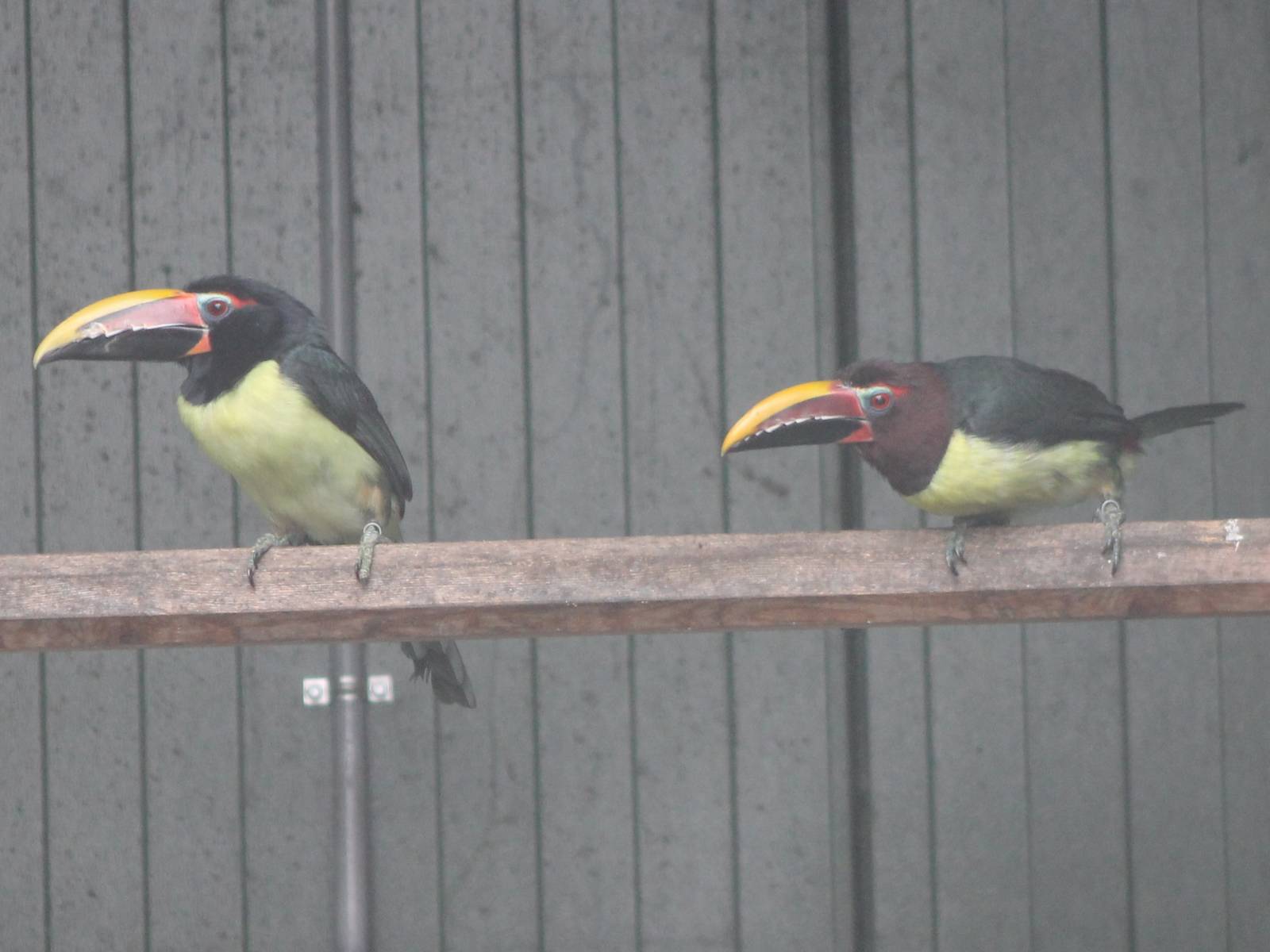Green aracaris