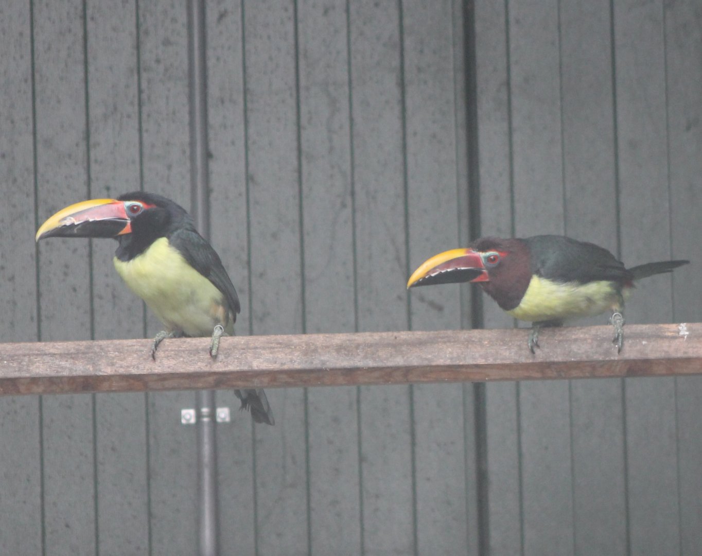 Green aracaris