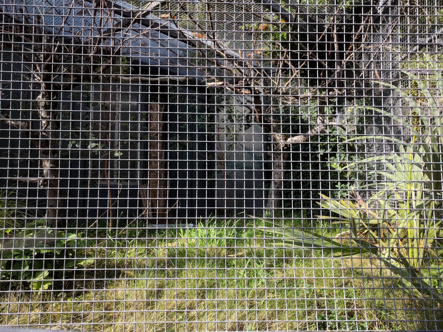 Green arassari Aviary