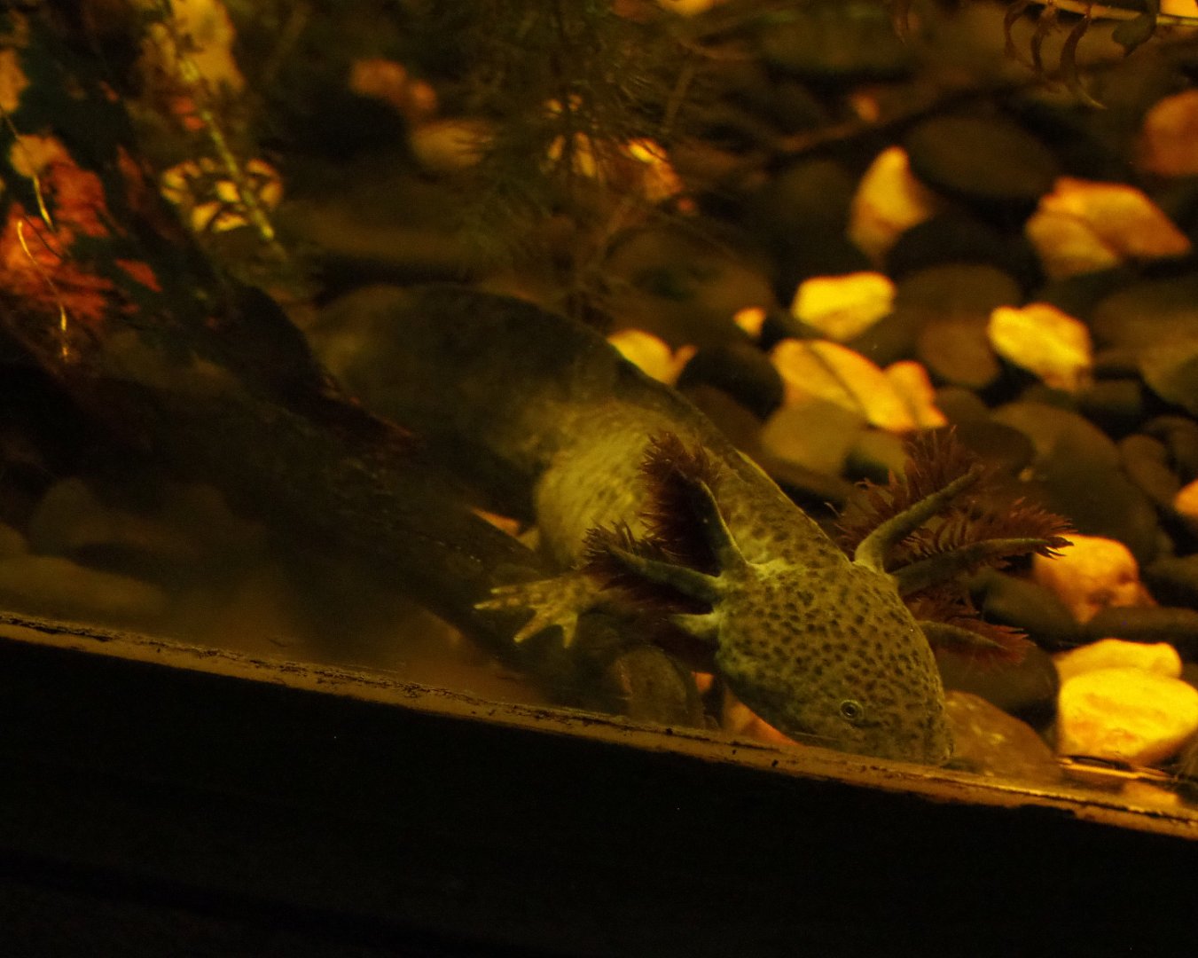 Green axolotl (Ambystoma mexicanum), 2019-10-05