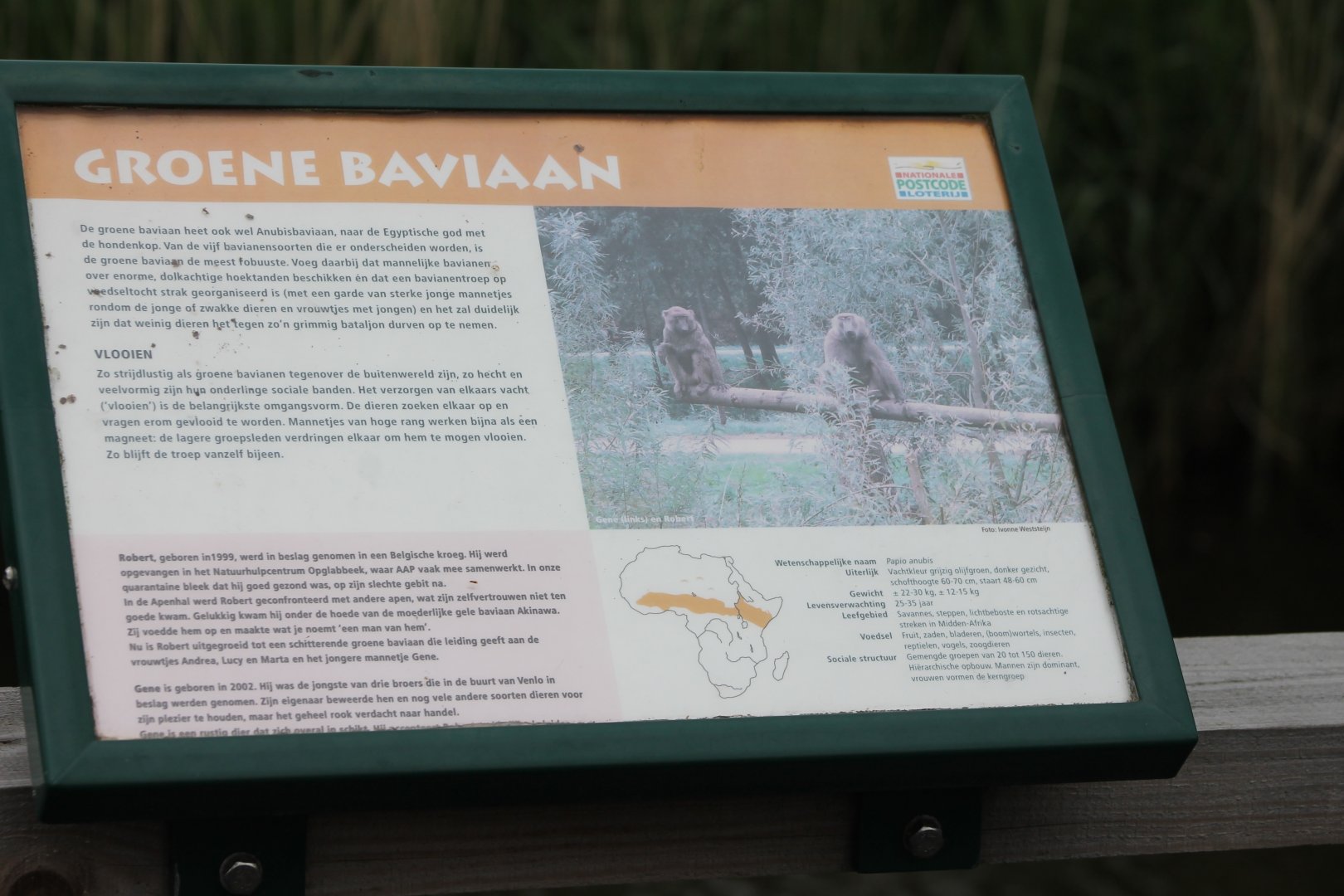 Green baboon info-sign