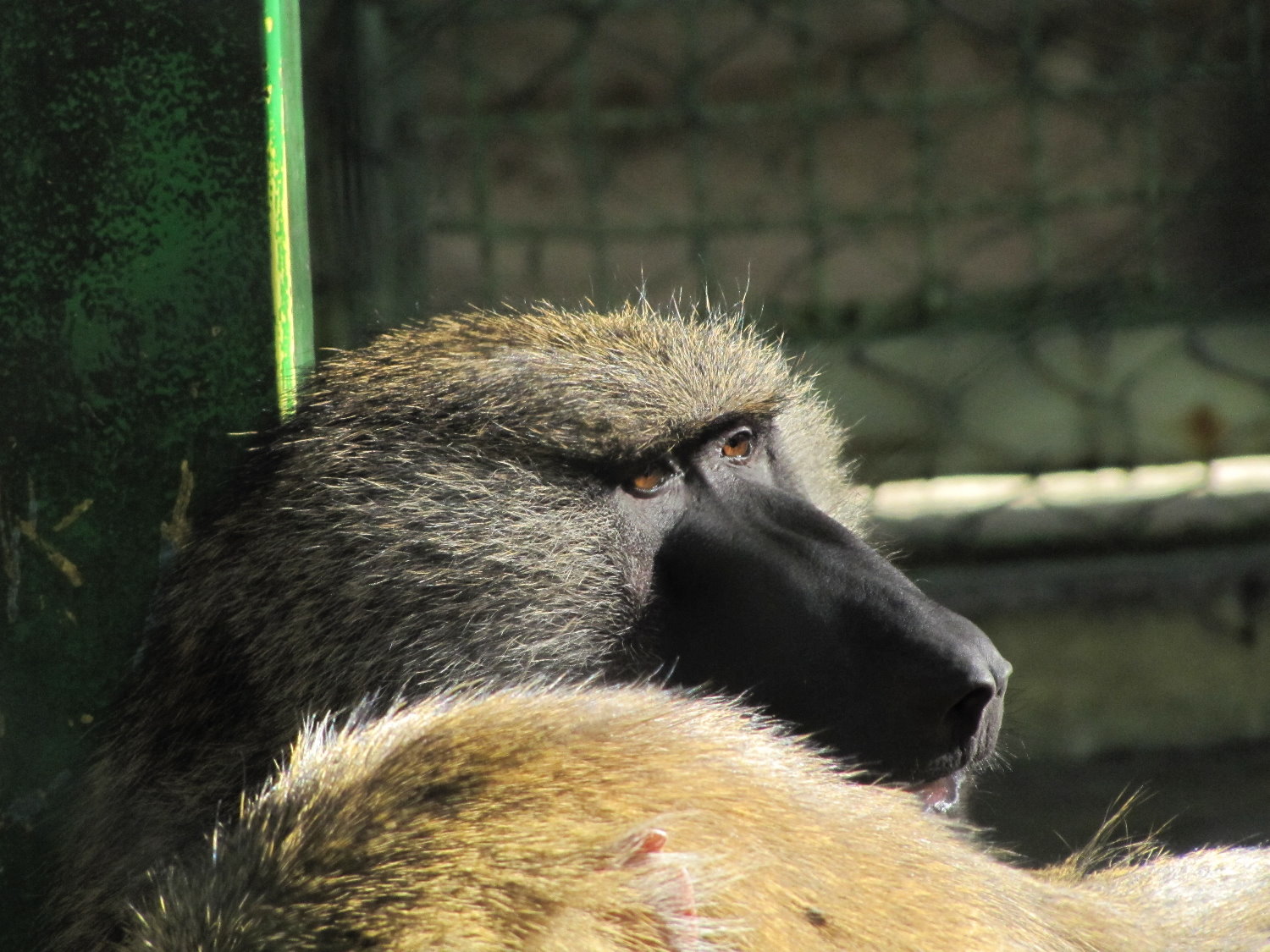 Green baboon(tehran zoo)