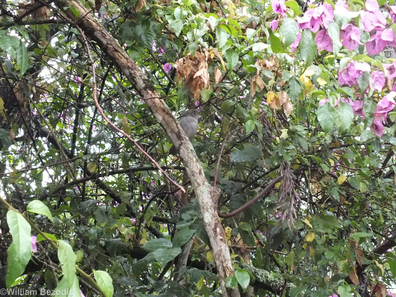 Green-backed Camaroptera