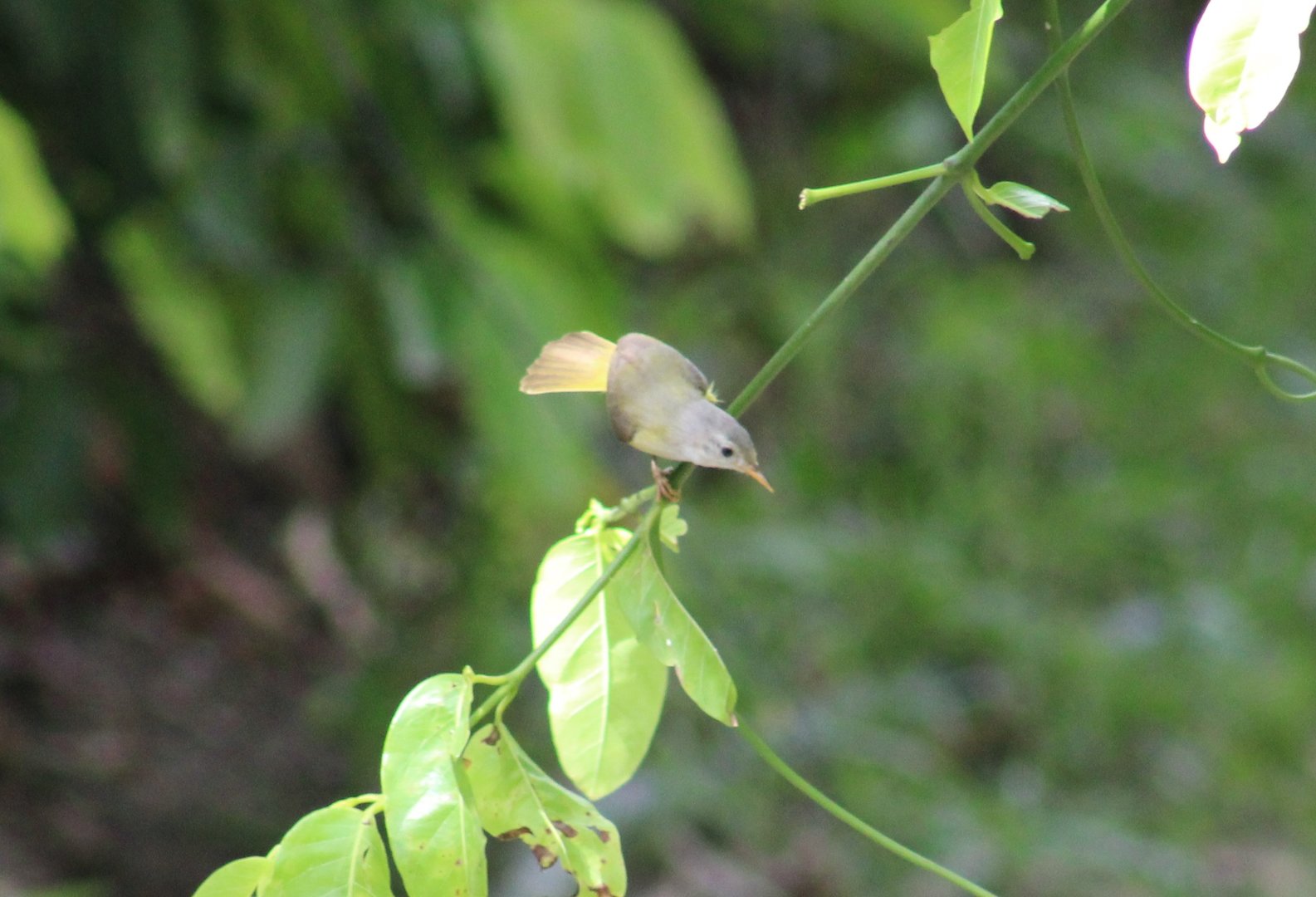 Green-backed eremomela