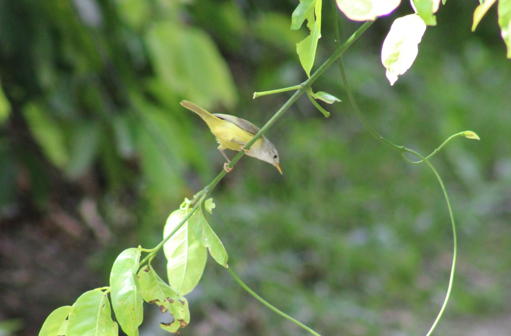 Green-backed eremomela