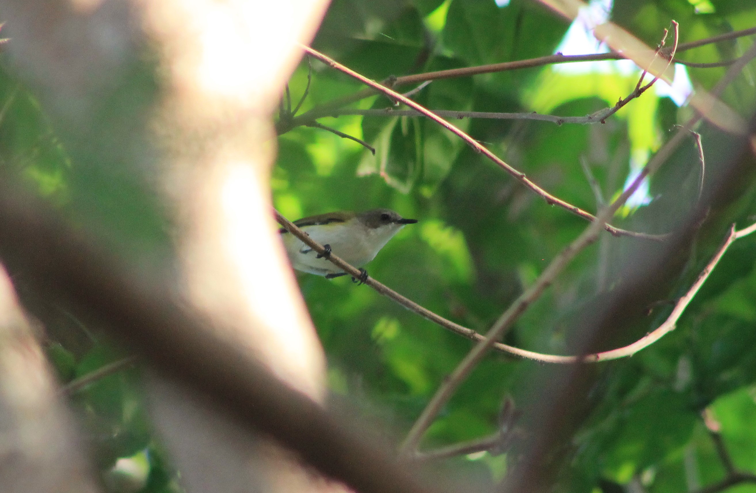 Green-backed Gerygone (Gerygone chloronota)