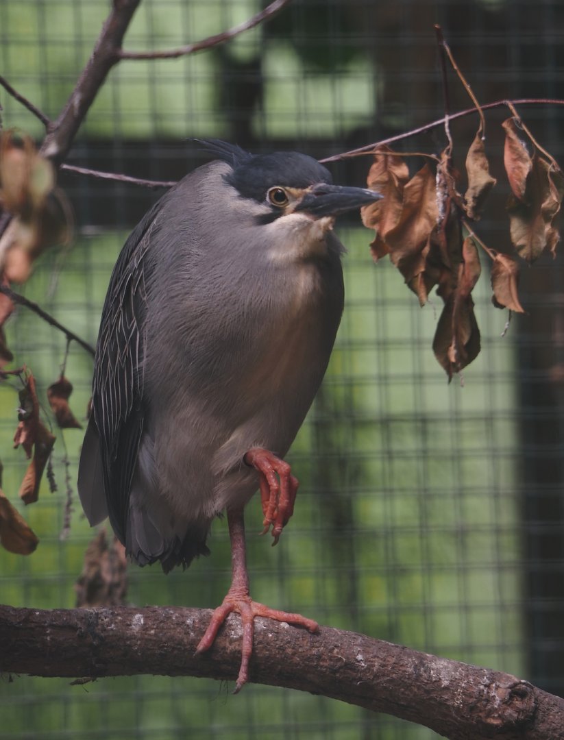 Green-backed heron (Butorides striata), 2024-05-23