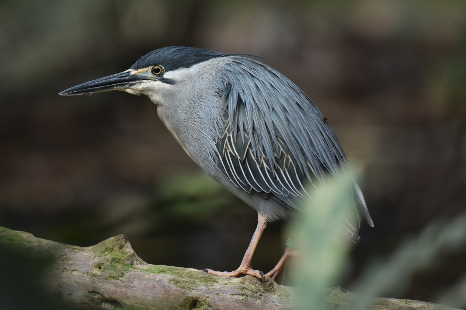 Green-backed heron (Butorides striata)