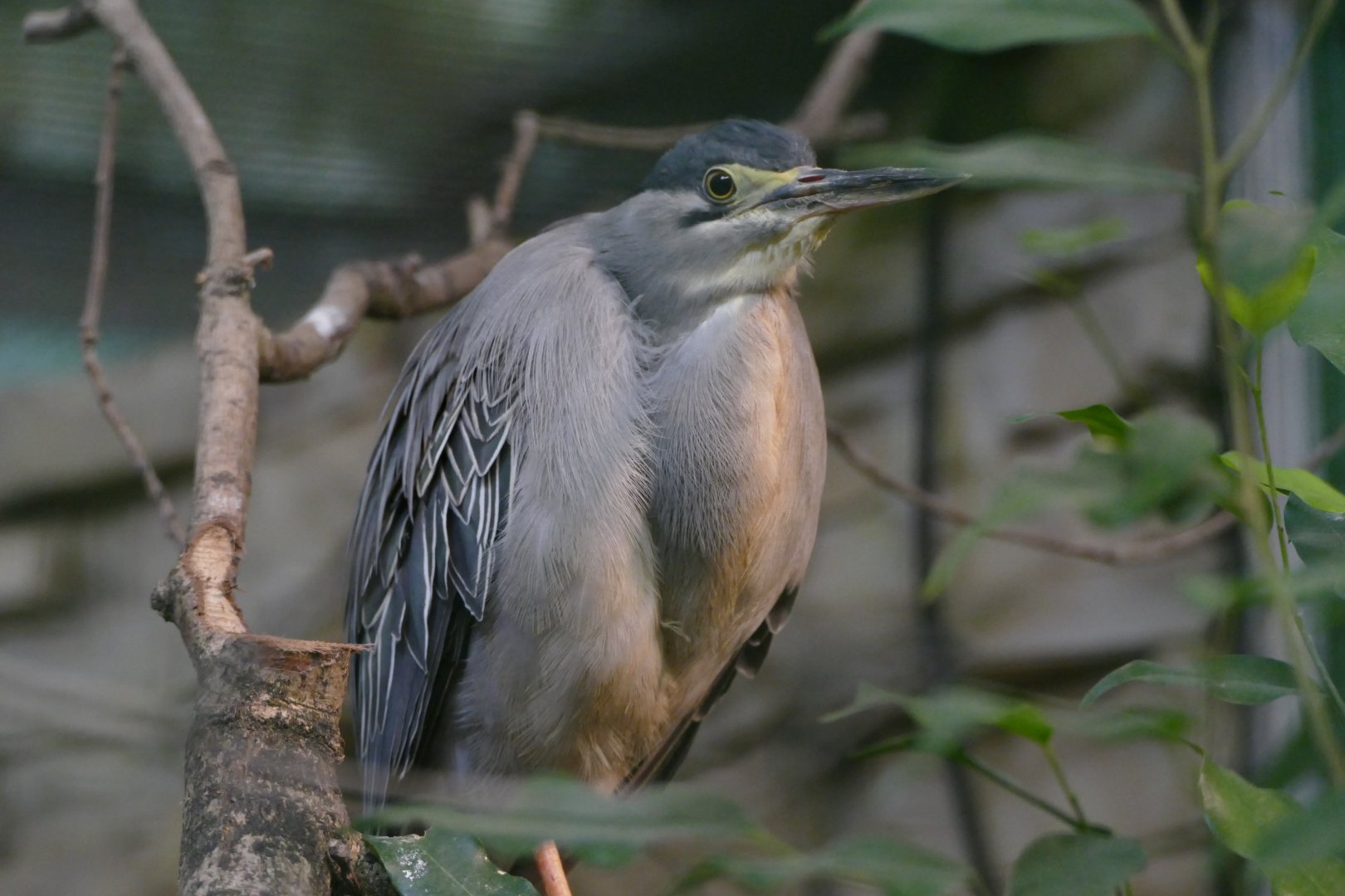 Green-backed heron
