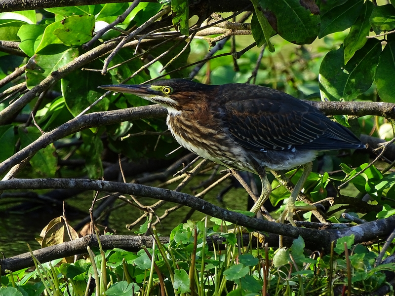 Green-backed heron