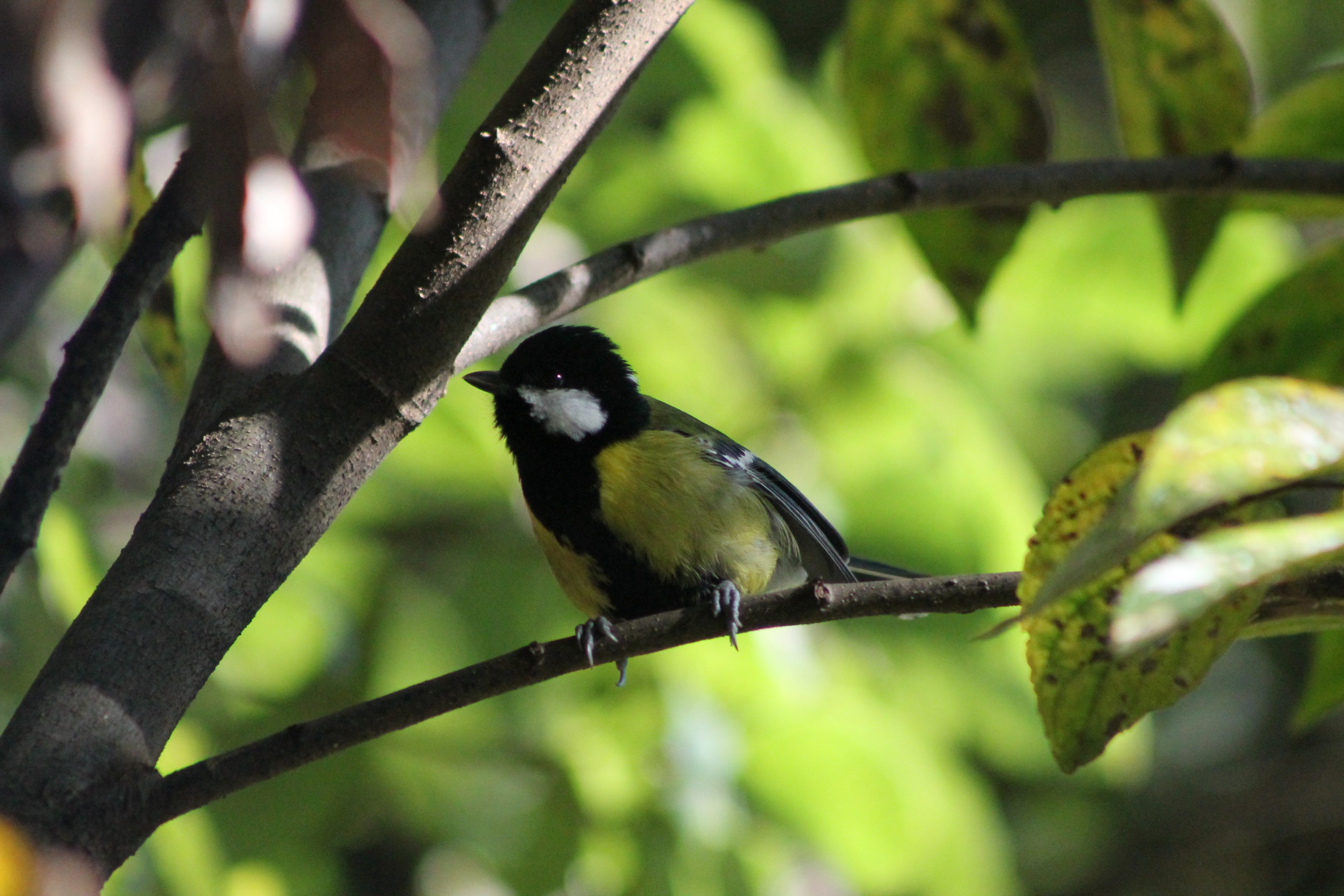 Green-backed Tit (Parus monticolus)