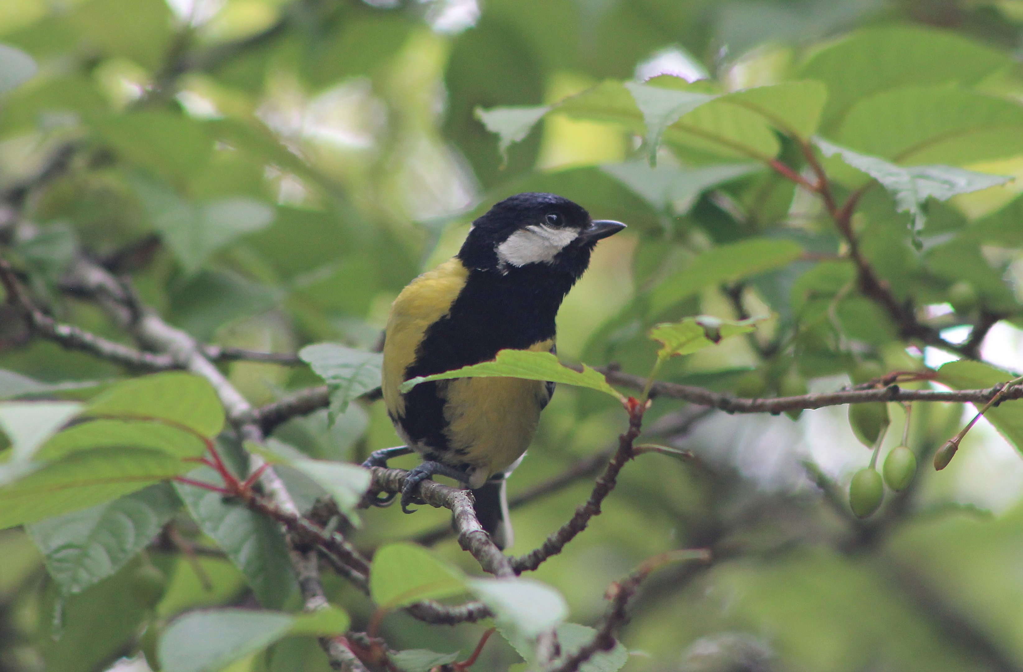Green-backed Tit (Parus monticolus)