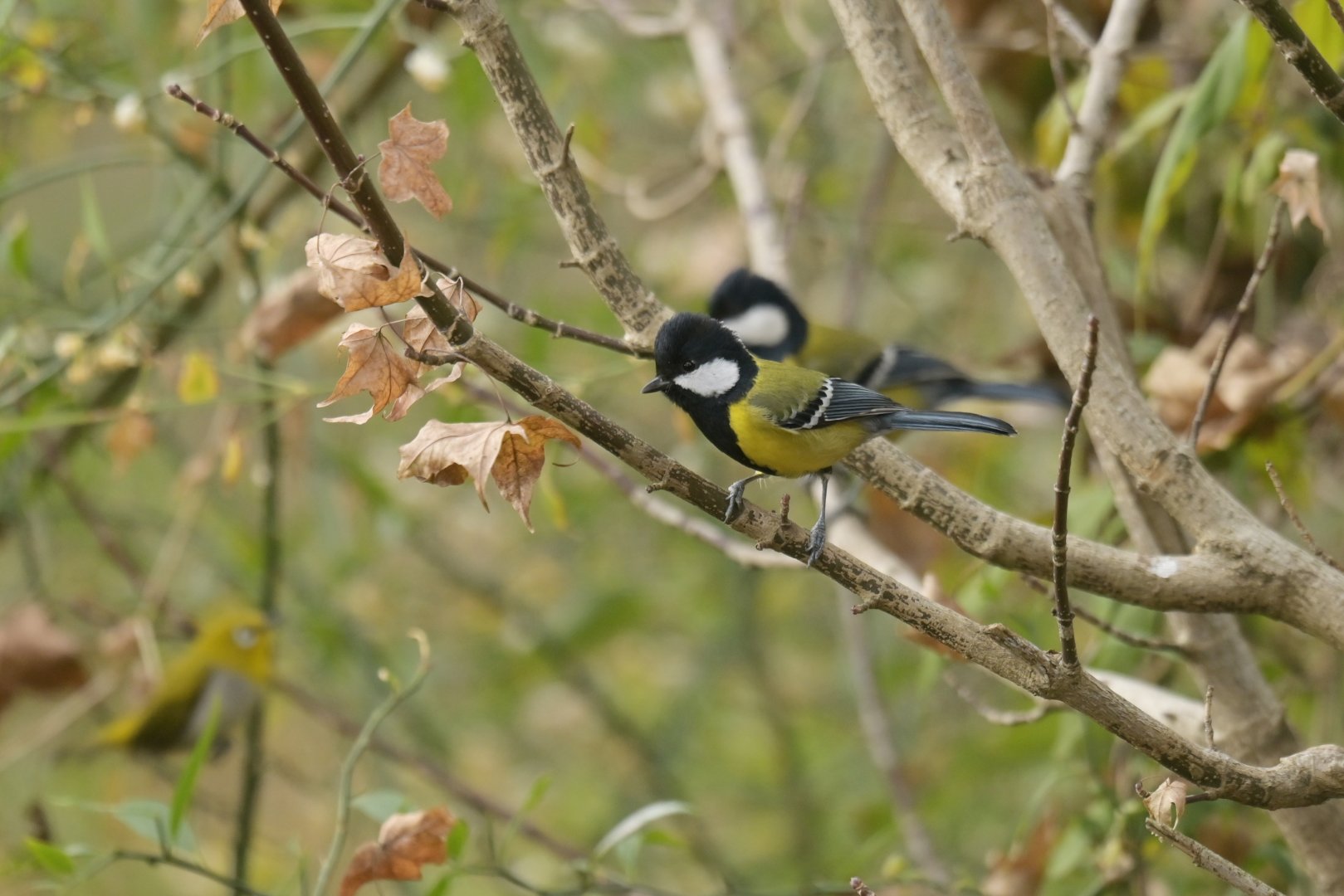 Green-backed tit Parus monticolus