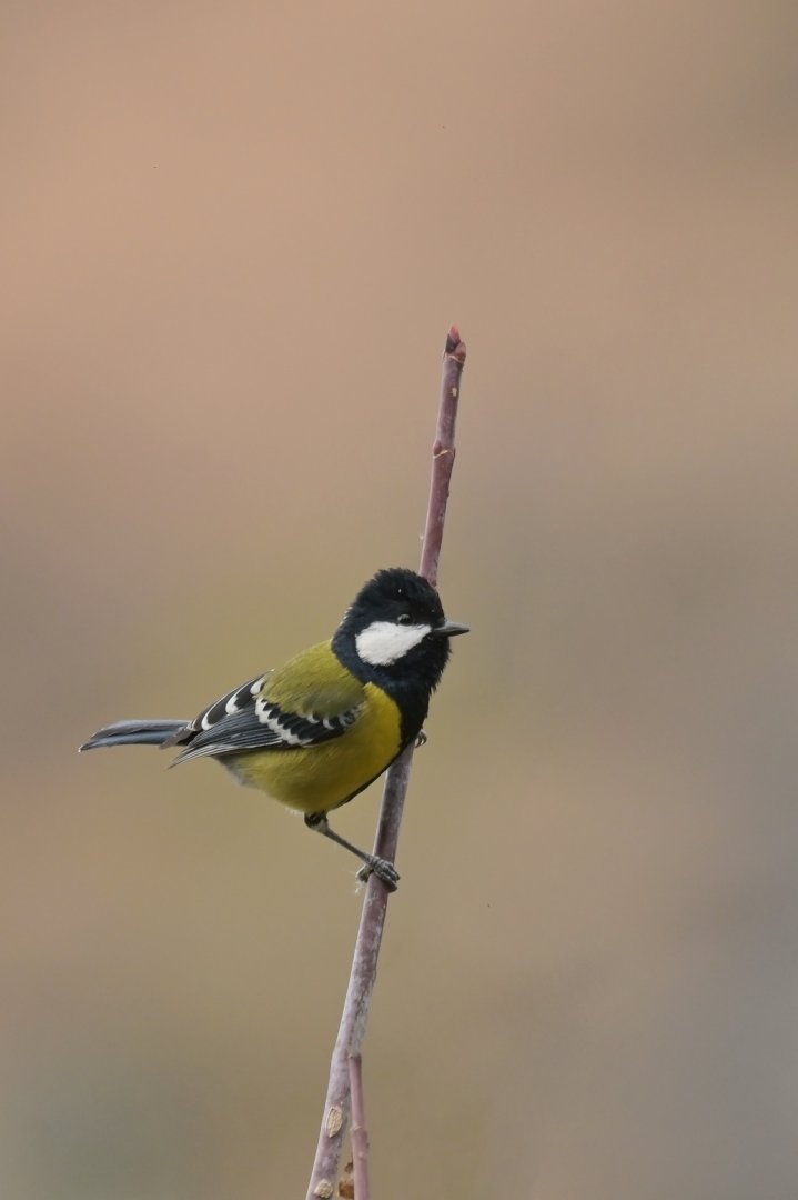 Green-backed tit Parus monticolus