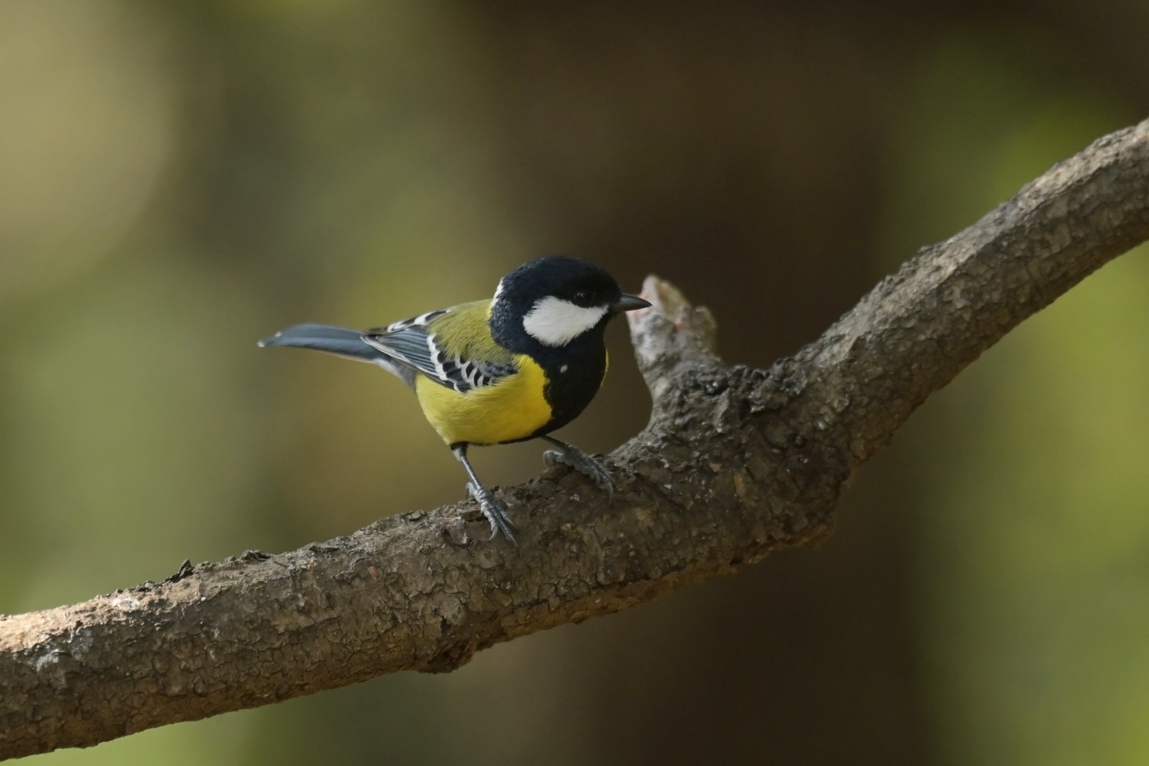 Green-backed Tit Parus monticolus