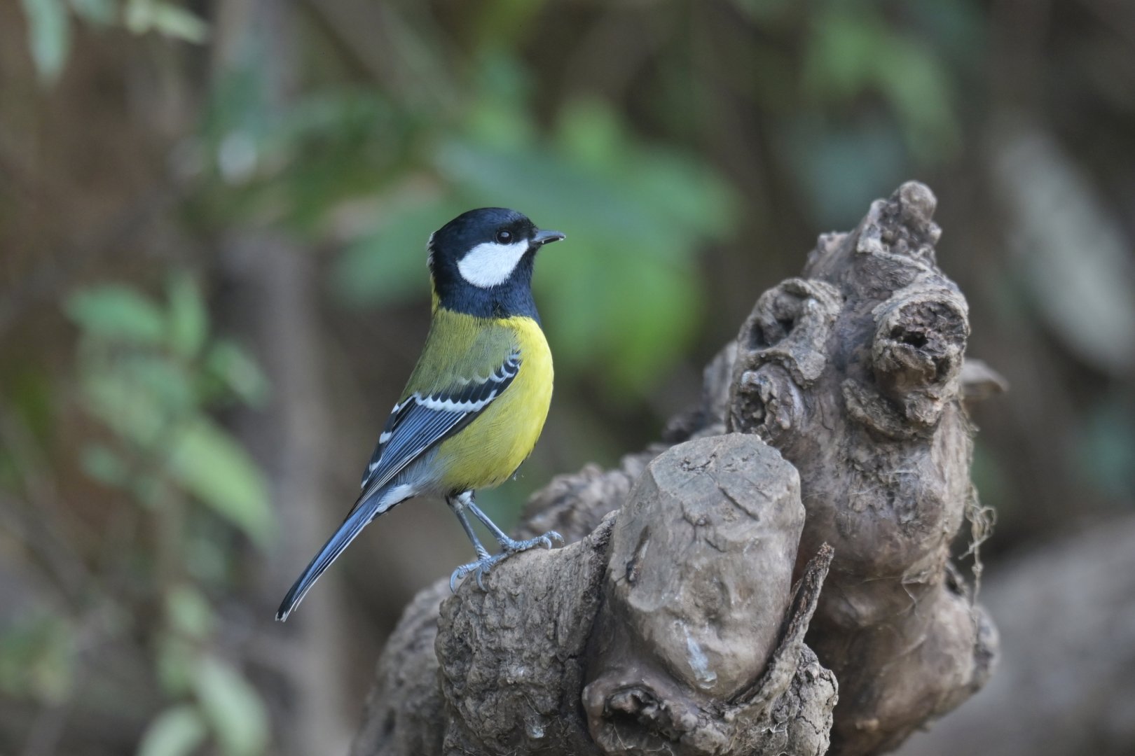 Green-backed Tit Parus monticolus