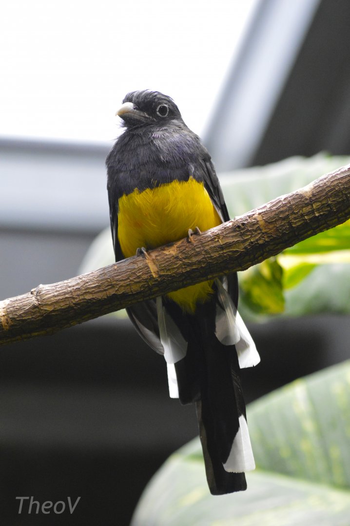 Green-backed trogon [2018]