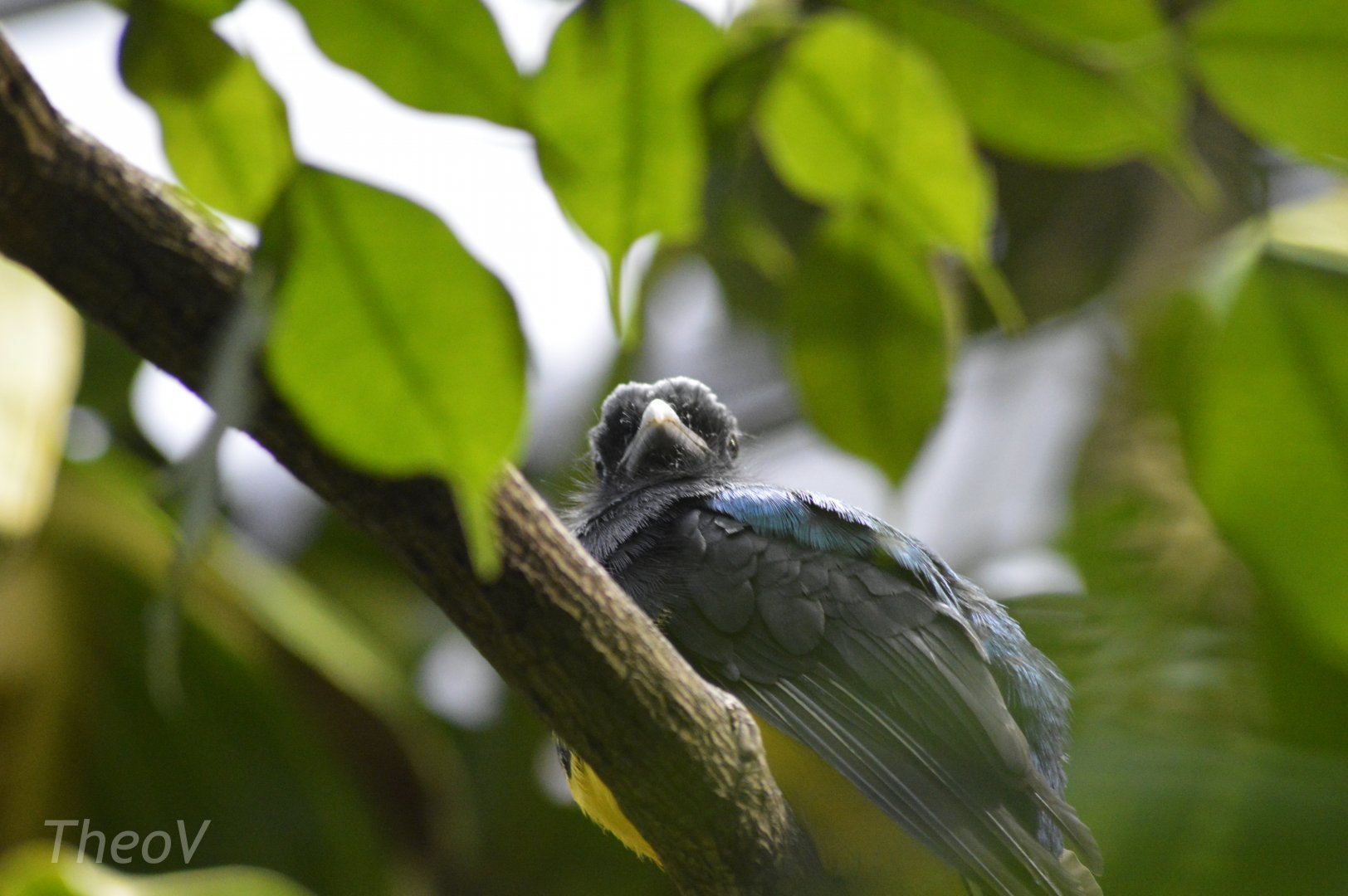 Green-backed trogon [2018]