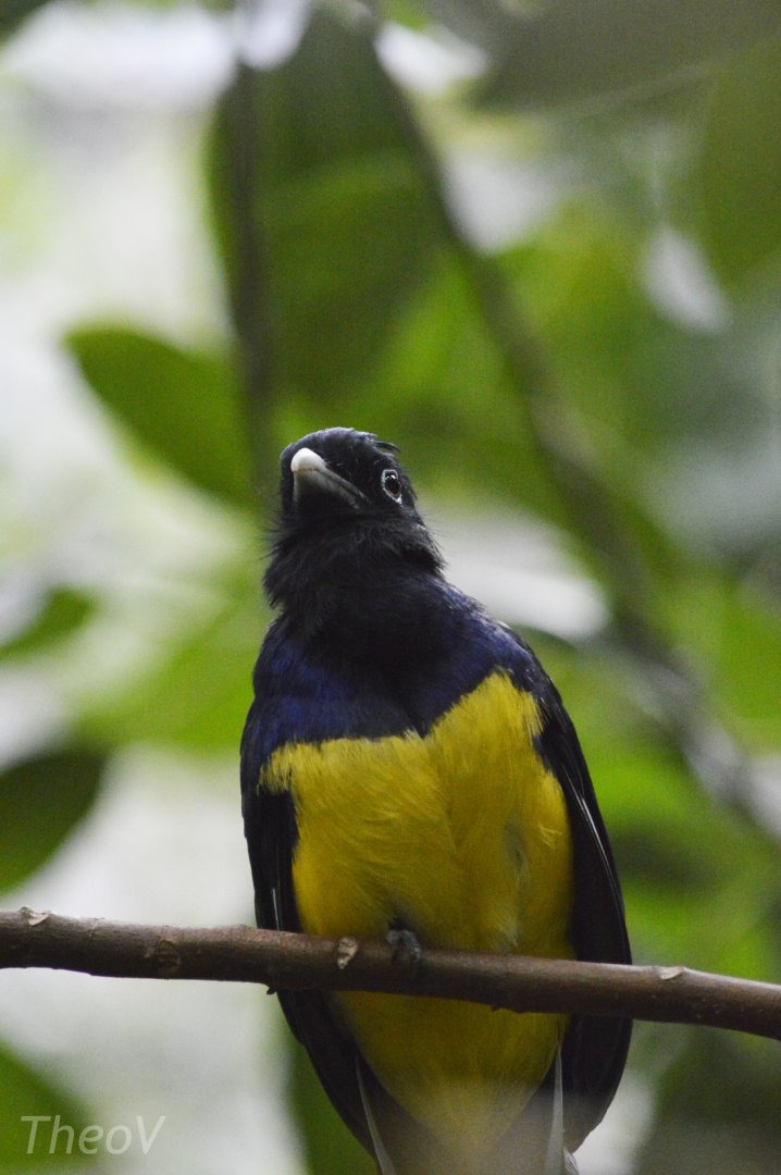 Green-backed trogon [2020]