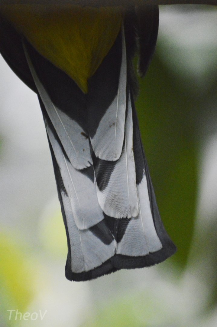 Green-backed trogon [2020]