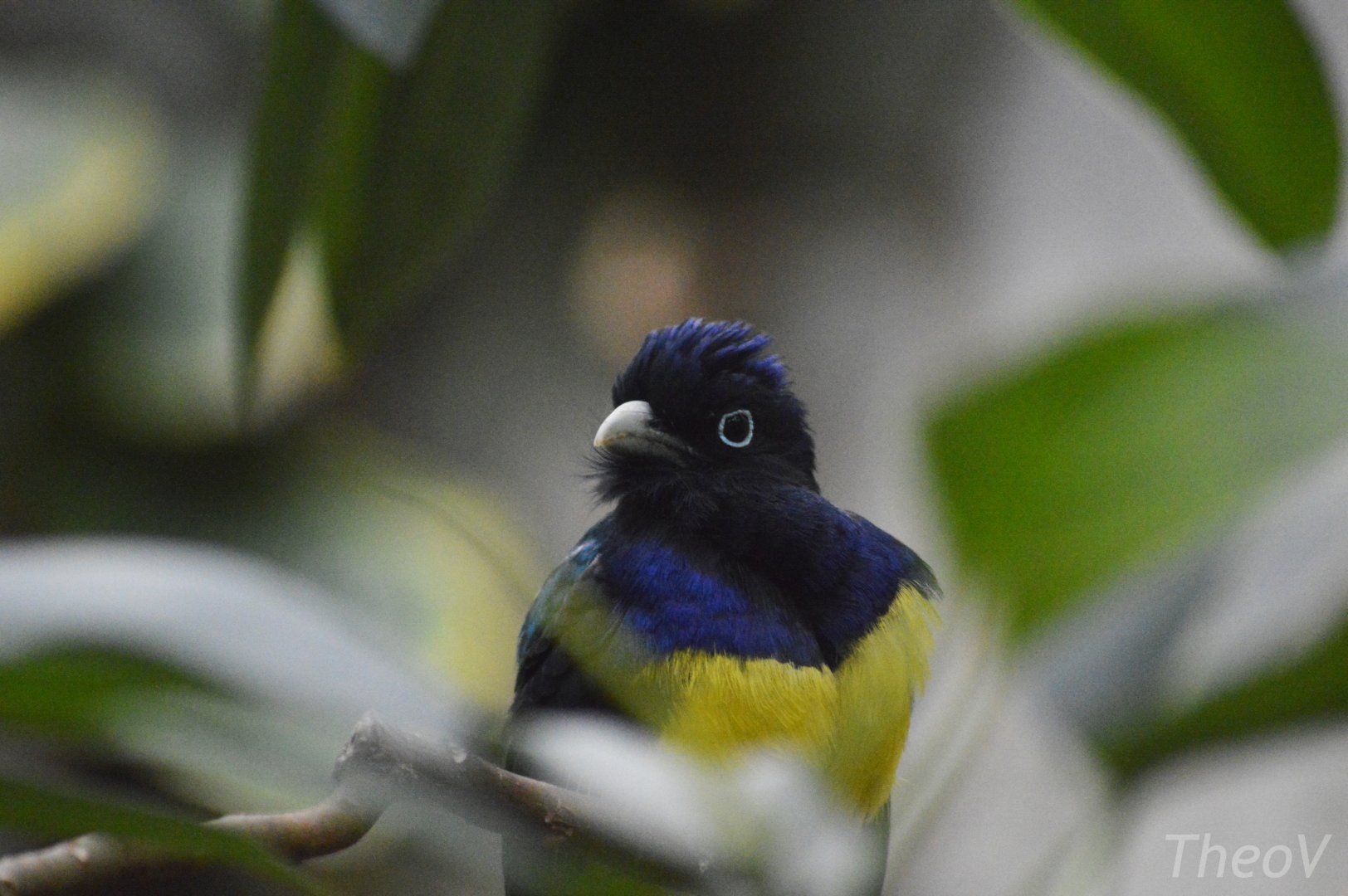 Green-backed trogon [2020]