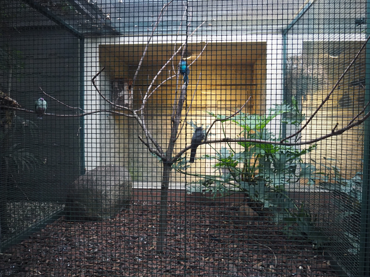 Green-backed trogon and Red-bellied fruit-dove aviary, 2024-05-22