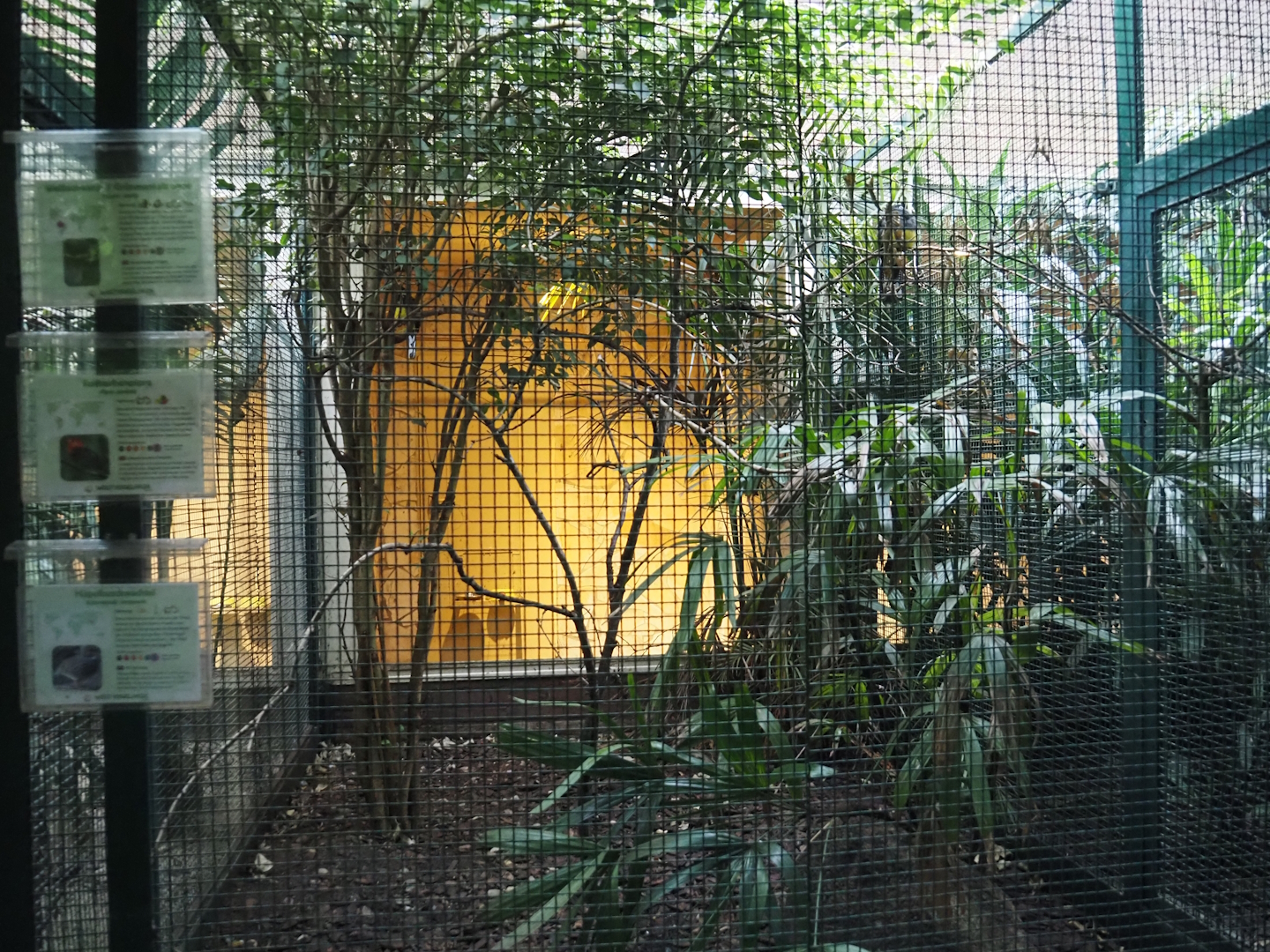 Green-backed trogon, Crimson-hooded manakin and Common hill partridge aviary, 2024-05-22