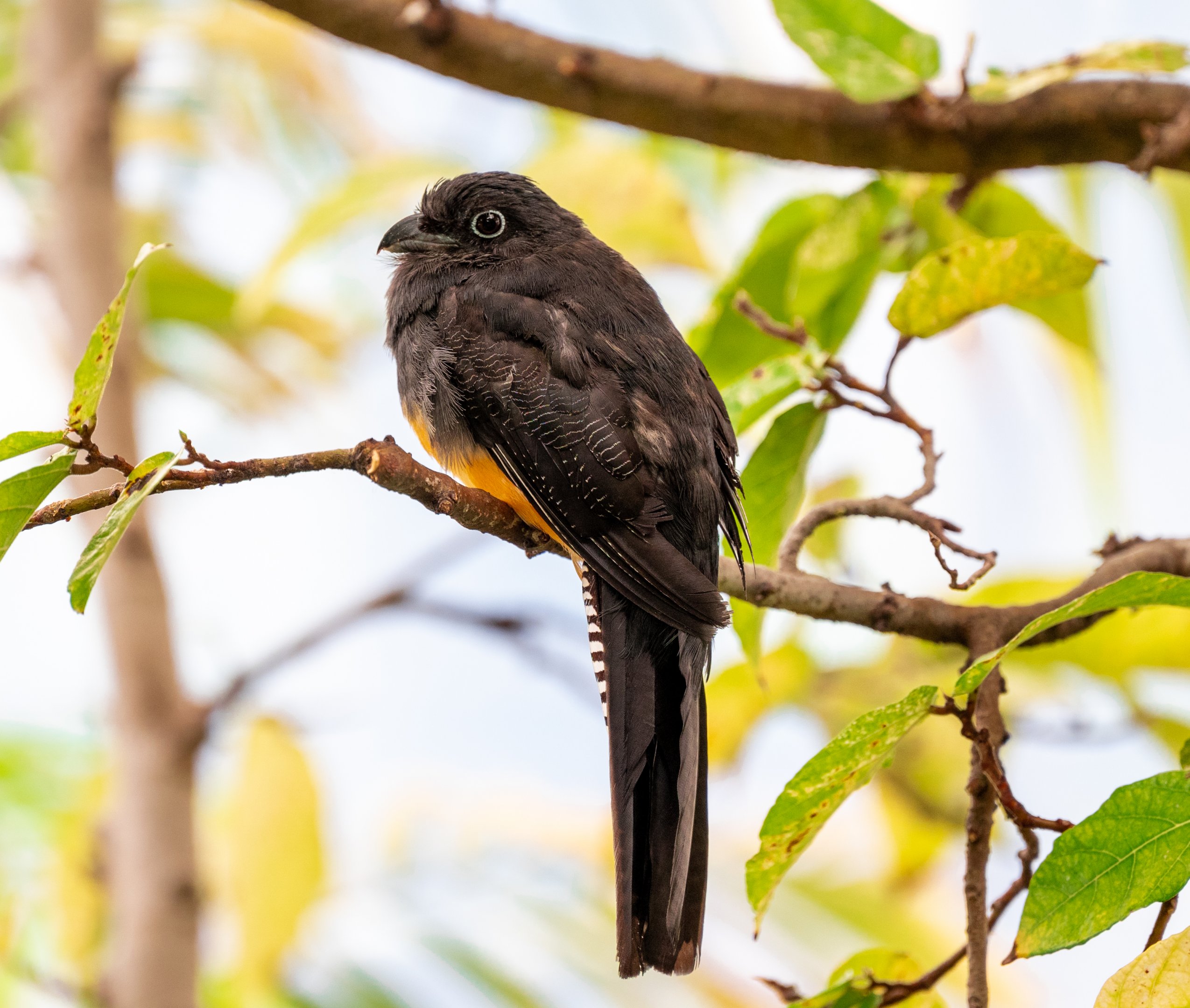 Green Backed Trogon female