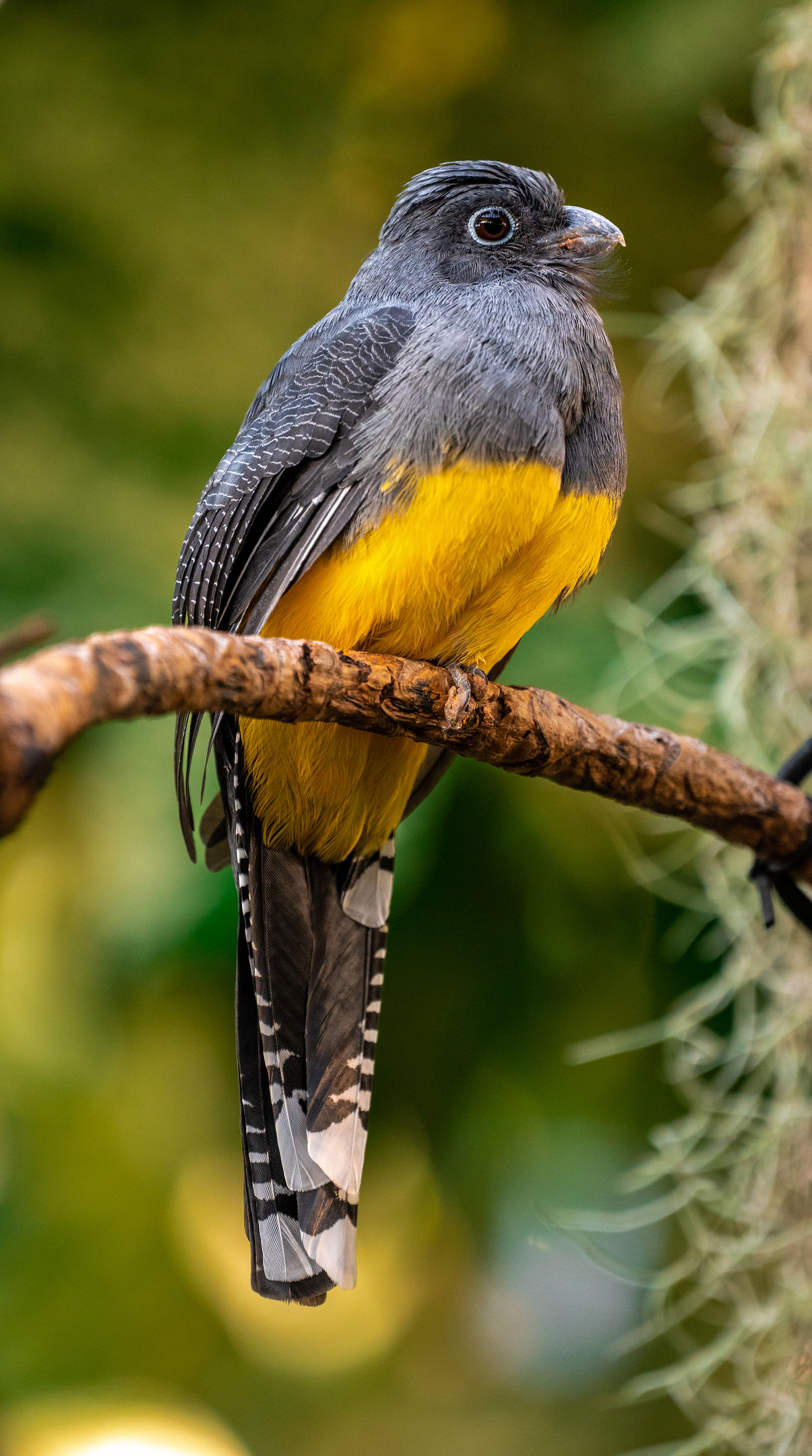 Green Backed Trogon(female)