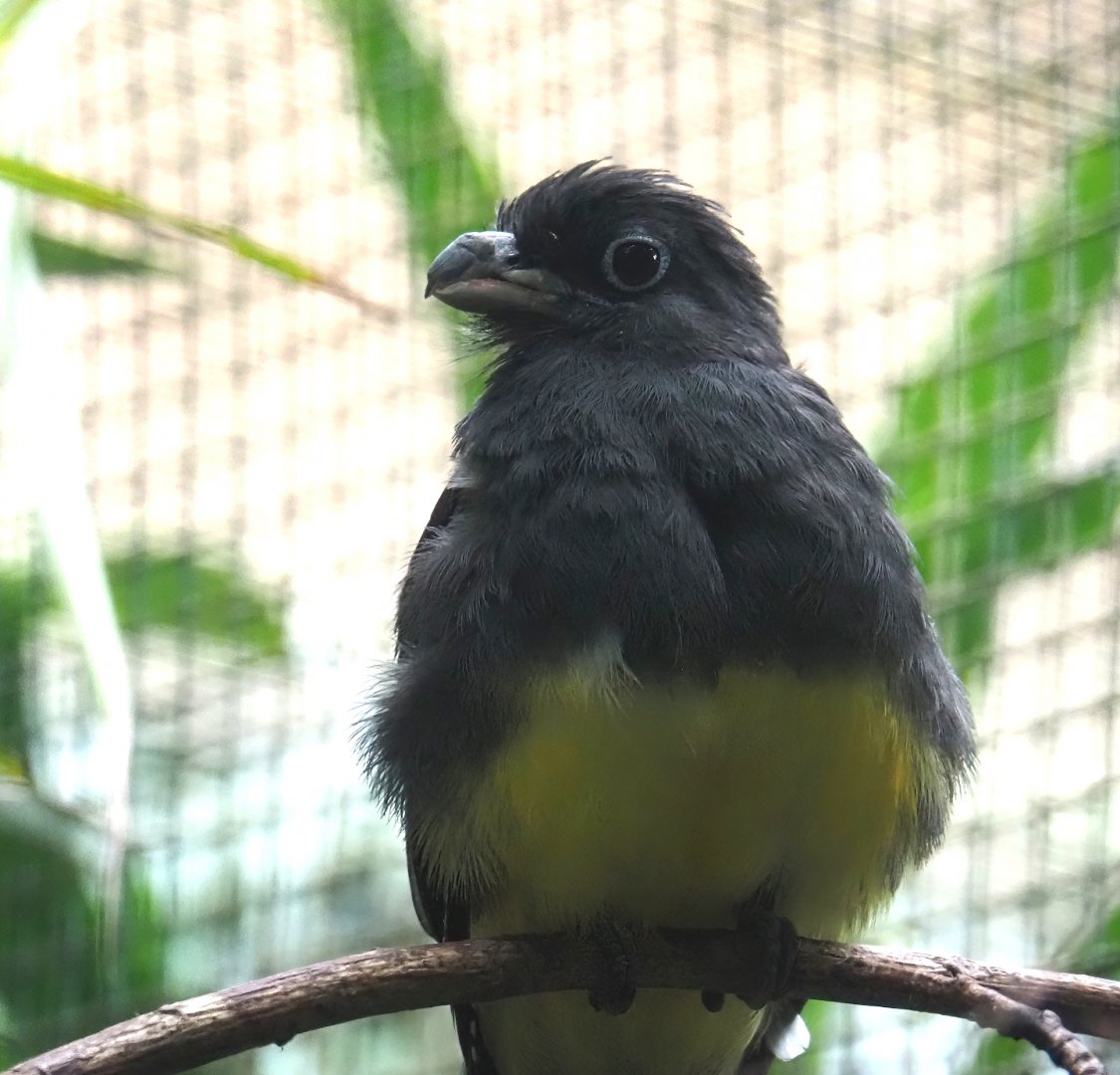 Green-backed trogon (Trogon viridis), 2024-05-22