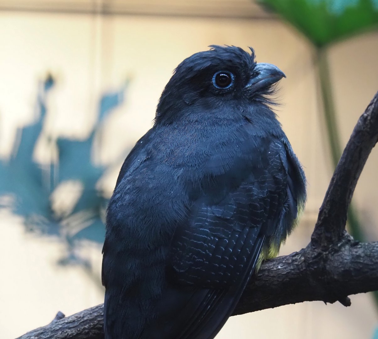 Green-backed trogon (Trogon viridis), 2024-05-22