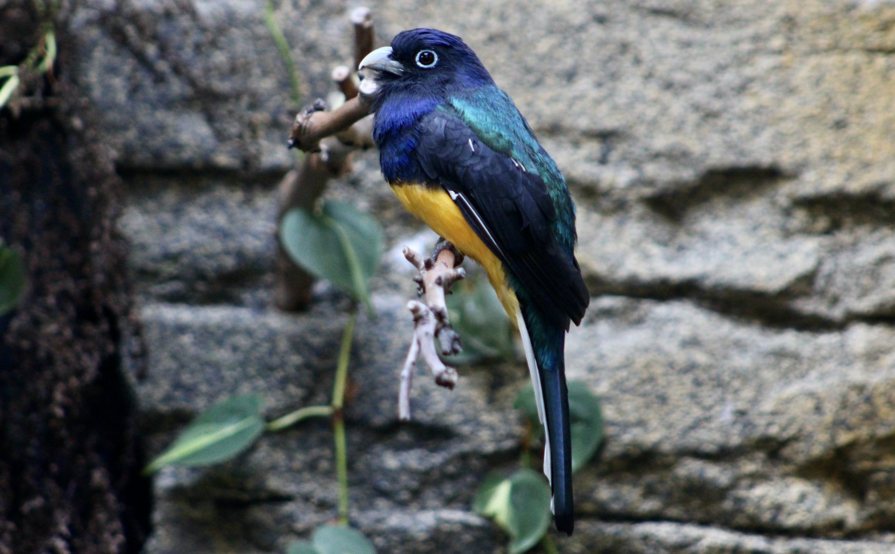Green-Backed Trogon (Trogon viridis) male