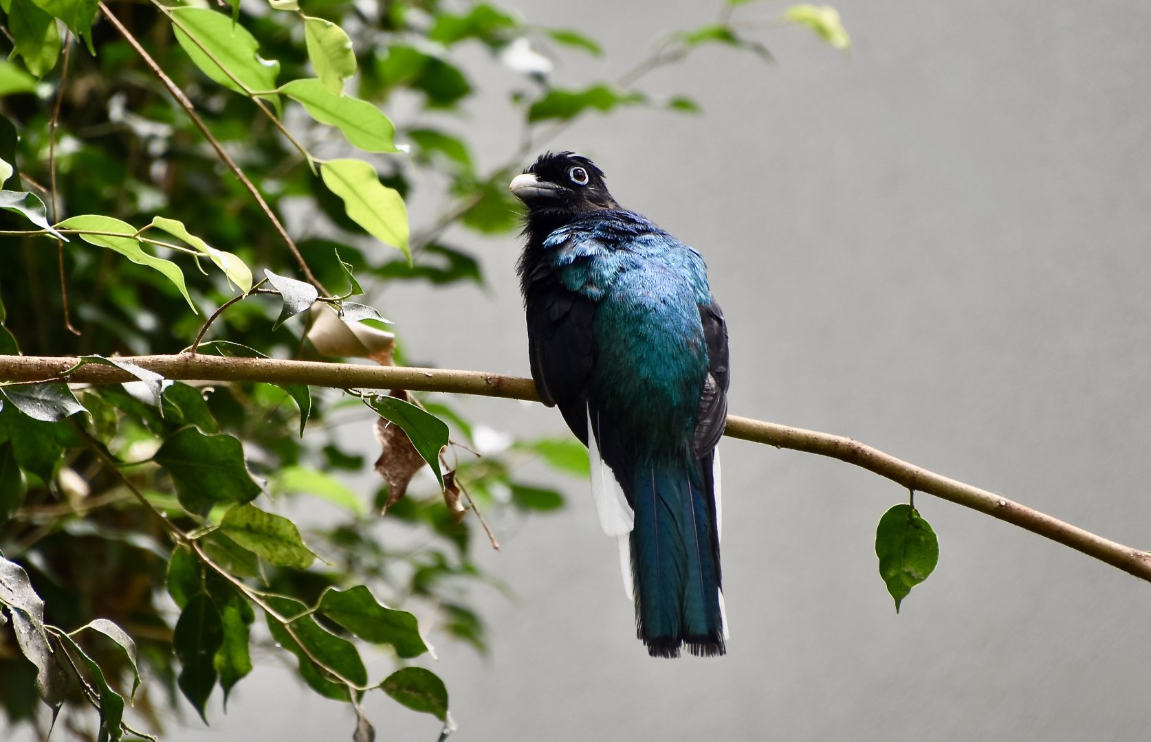 Green-Backed Trogon (Trogon viridis) male
